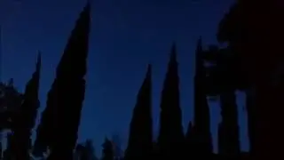 Cypress - Twilight