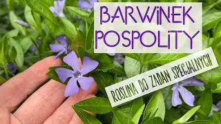 Barwinek: zimozielona roślina, która idealnie zastąpi trawę  w cieniu, pod drzewami!