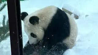 Moscow zoo in snow ❄️2026 RUSSIA 🇷🇺 