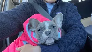 Cutest blue fawn French bulldog puppy first day home!
