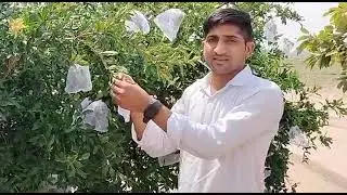 Dragon Fruit Bag 🐦 से बचाए Bird, Rain और Insects से | Reusable Fruit Cover by Zimble Store