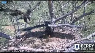 Berry College Eagles~ Juvenile Eagle Intruder- B16 Defends Nest-Slo-Mo-Fish Delivery_4/1/23