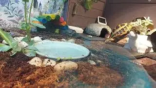 Succulent hunter.  다육이 사냥.