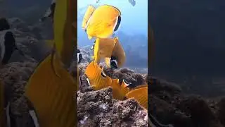BEST SCUBA DIVING in Thailand? Koh Tao Blew My Mind! 🤯🌊 #kohtao #scubadiving #thailandtravel