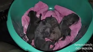 Thai Ridgeback Dog Gives Birth Naturally #adoption #pets #puppy #doglife #funny #animals #cruelty...