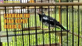 TIPS PERAWATAN BURUNG JALAK SUREN MABUNG BIAR CEPET BERES BULUNYA!