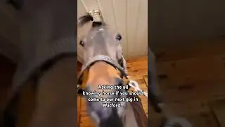 The horse says you should&hellip;. #horse #allknowing #watford #gig #concert #yes #indieband
