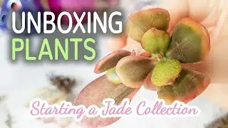 Unboxing Plants | Starting a Jade Collection - 07.03.2017