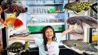 Menemukan ikan toman besar di kulkas ikan lele, lobster, koki, Oscar, ikan sapu-sapu, koi warna