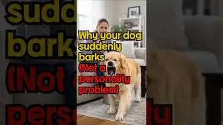 Why your dog suddenly barks (Not a personality problem)  #dogshorts #shorts #dogbehavior #dog