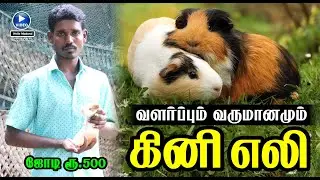 கினி எலி வளர்ப்பு 🐭 Guinea pig ☎️ Hello Madurai