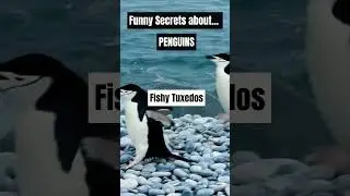 Funny Secrets about Penguins 🐧❄️ Part 3 #funnysecrets #penguin #penguins #naturelovers #secrets