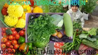 17 Jan 2026 Organic vegetables harvesting 