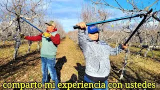 COMO SACAR FILO A UNA TIJERA Y COMO  PODAR ÁRBOLES DE 