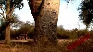 Baobab Tree, Adansonia Travel Video