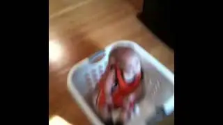 Logans laundry car
