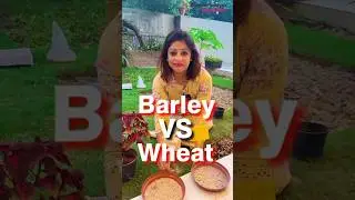 Barley Grass vs Wheat Grass #dieitianshreya #wheatgrassbenefits #barleygrass