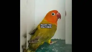 LOVEBIRD PALE EUWING GREEN SPLIT BLUE || AGAPORNIS FISCHERI