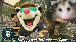 Scrappy The Rally Possum is fostering baby Opossums