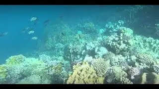 Novotel Marsa Alam - Coral reef 4K Sony FDR X3000