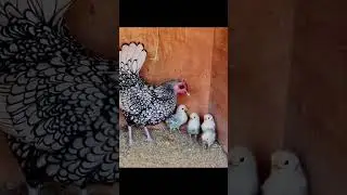 Silver sebright chicken. #chicken