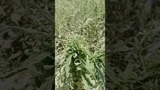 تل کا بٹور اور اسکا حل Sesame Phyllody۔@CyberAgriExtension