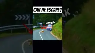 Luckiest Dog Alive Barely Escapes Rally Car at Full Speed!