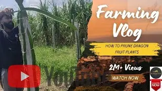 How to pruning Dragon Fruit Plants| Dargon Fruit ki Hard Pruning kaise kre#viral#farming #video #fyp