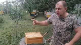 Качаем подсолнечник. Лайфхак с пчелоудалителем.