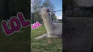 Every llama scream  #llamas #funnyanimals #animalvideos #cuteanimals
