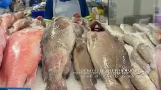 Inside Dubai&rsquo;s Biggest Fish Market 🐟 | Waterfront Market Tour