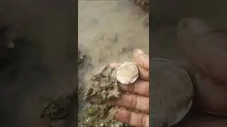 Modern coins under the tree #treasure #treasurehunt #river #shorts #coinhunting #treasurehunters