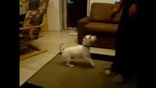 4 IN 1: vacsora, j&aacute;t&eacute;k, testedz&eacute;s &eacute;s tanul&aacute;s