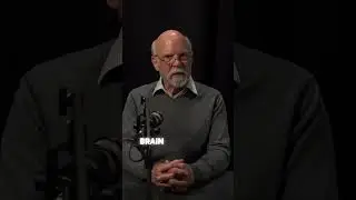 Таурин: забытый защитник мозга