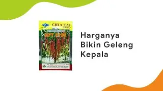 Harga Cabe Keriting Bikin Geleng Kepala | Benih Cabe Keriting Hibrida F1 Hpt 5105