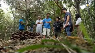 TV NC1ere - ニューカレドニアのバニラビーンズ   OUVEA島