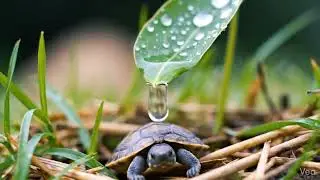 Tiny Turtle vs. The Giant Raindrop 🐢💧