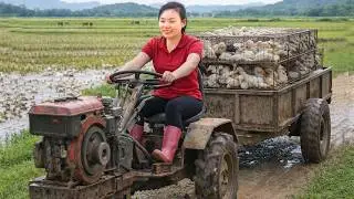 Harvesting Many Male Ducks-Use Tractor to Transport Ducks & Goes To Market Sell | Trinh&rsquo;s Rural Life