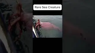 A Rare Sea Creature Spotted In The Antarctica Ocean