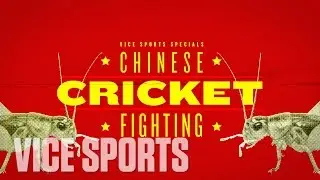 The Chinese Cricket Fighting World Championships