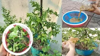 How to Easily make organic liquid fertilizer compost from kitchen waste#13 @DianCrafts