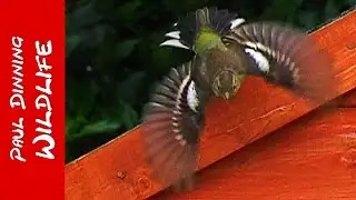 Chaffinches Frozen In Flight - Chaffinch - Pinson des Arbres