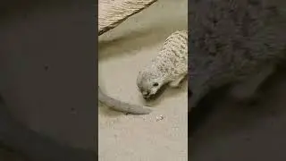 Песок не поделили🤣 #приколы #top #прикол #сурикат #memes #живой #zoo #video #funny #tiktok #shorts
