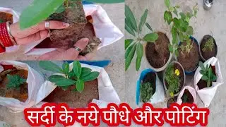 Winter ke New plant and plants Potting || सर्दी _के_नए_ पौधे_ और_ पौधे_ के_ गमले || gardening video