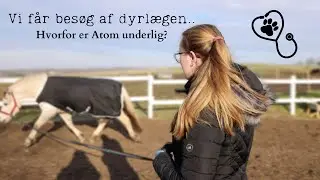 HVERDAGS VLOG // Atom får dyrlæge..