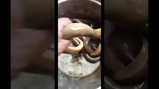 There are a lot of Eels 👍 #youtubeshorts #music #cooking #food #youtubeoriginal