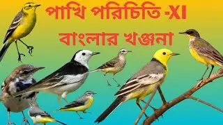 How to Identify Wagtails | Citrine, Eastern & Western Wagtail Explained