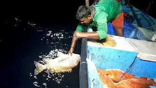 Catching Mangrove Jack, Blubber Lip Snapper & Eel Fish in Deep Sea