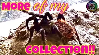 ALL my pet TARANTULAS - Part 4