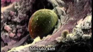 Canção do Testiculo Nova Versão em Vídeo